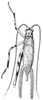 Hemicophus paranae Saussure, 1878: Pl. 19, Fig. 81. male. (Otu).