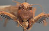 CollectionObject 1505901; 97b50376-d569-4871-88fb-1b544e278a35: female, frontal view (paralectotype). (CollectionObject).