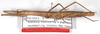 CollectionObject 1563021; bd3c7d02-6999-4e7a-9410-d8debdd8e059: copyright F. Hennemann. female, lateral view (paratype). (CollectionObject).;CollectionObject 1563022; 6e2aae74-808f-4206-8040-521e1a84f3ea: copyright F. Hennemann. female, lateral view (paratype). (CollectionObject).