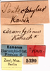 CollectionObject 1500340; 1bddc9bd-baaf-48f9-b714-5ad9d0eaca3e: labels (lectotype). (CollectionObject).