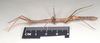 CollectionObject 1557779; NHMUK(SF IMPORT DUPLICATE) 845244, b5302473-0a3a-469d-93bd-4ffa740460f2: copyright Natural History Museum, London. female, lateral view (holotype). (CollectionObject).
