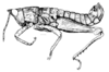 Tropidostethus angusticollis (Blanchard, 1851): Fig. 182. male habitus. (Otu).