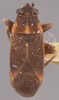 CollectionObject 1962949; NMNH 62532, b018da8f-4a49-4757-b27c-82341cd79094: Lygaeus tripligatus HOLOTYPE (NMNH) - (CC BY-NC 3.0) - Photo by Pablo M. Dellapé with permission from the National Museum of Natural History (NMNH), Smithsonian Institution, Washington, D.C. (CollectionObject).