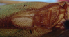 CollectionObject 1522573; 97cfae1b-5f33-4628-93cc-4f1511a5d83f: male stridulatory area (holotype). (CollectionObject).