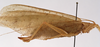 CollectionObject 1534741; 345c6ecf-a90b-49e2-a86d-935106d88030: female, lateral view (syntype). (CollectionObject).