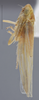 Habitus, lateral view: Lateral. (Observation).