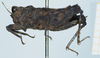 CollectionObject 1585489; 049f46ae-d941-4d72-a749-81b732e606c8: female, lateral view. (CollectionObject).
