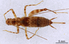 CollectionObject 1967352; 70c52027-8097-4d33-b599-5bc0d00a4f78: Female, dorsal view (paratype). (CollectionObject).