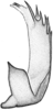 Aedeagus, lateral view on Doratura medvedevi Logvinenko, 1961: from Ukraine, Crimea. (Observation).