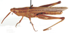 Cohembia acuta Uvarov, 1953: dorso-lateral view. (Otu).