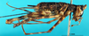 CollectionObject 1501033; 0119a9a7-1f51-4c87-ab04-6029f6a6eb6e: male, lateral view (lectotype). (CollectionObject).