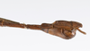 CollectionObject 1560011; 75a7c4ba-ffea-4ade-b14a-b476794be1cd: copyright ZMUH, Hamburg. male: end of abdomen, lateral view (holotype). (CollectionObject).