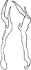 Stylus: Stylus (E. melianus). (Observation).
