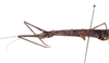 CollectionObject 1560433; 8f504723-d8f8-4d37-b855-5841d775d064: copyright ZMUH, Hamburg. female: head & thorax, lateral view of synonym Parapygirhynchus catenatus (lectotype). (CollectionObject).