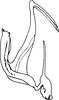 Aedeagus, lateral view on Anufrievia ciconia Dworakowska, 1976: Aedeagus, lateral view. (Observation).