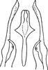 Aedeagus, ventral view: !! display not done !! on Hebata (Hebata) fabalis (DeLong, 1930): Genital capsule, ventral view. (Observation).