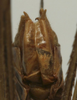 CollectionObject 1536008; 3dc16be7-772f-4bdf-b6db-7a83d590b6f5: male subgenital plate (paratype). (CollectionObject).
