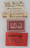 labels (syntype). Depicts CollectionObject 1531664; 5672197f-01e7-4c49-87a6-ef810143895b, a CollectionObject.