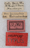CollectionObject 1531664; 5672197f-01e7-4c49-87a6-ef810143895b: labels (syntype). (CollectionObject).