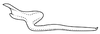 Stylus on Coarctana vilavelha Domahovski & Cavichioli, 2023: Male holotype [DZUP]: style, dorsal view. (Observation).