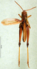 CollectionObject 1501417; c59db8bd-1df8-4366-91ac-93d77b4283cc, DORSA BA000817S01: male, dorsal view (holotype). (CollectionObject).