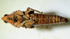 CollectionObject 1498821; 945e7839-4ca2-46a0-bed0-425ee2ce489b: 2012. female, dorsal view. (CollectionObject).