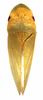 Habitus, dorsal view: Petalocephala raniceps. (Observation).
