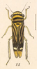Habitus, dorsal view on Dilobopterus lineosus (Fowler, 1899): (Observation).