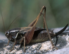 female (France, Massif Central). Depicts Metrioptera saussuriana (Frey-Gessner, 1872), an Otu.