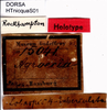 CollectionObject 1506947; 184706f8-5625-4a34-8cb2-7c0d0efa0ebe: labels (syntype). (CollectionObject).