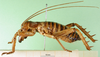 CollectionObject 1500214; 789e6af5-61c5-4cc3-8c29-7ca8850f7a30: male, lateral view (syntype of Hemideina ligata). (CollectionObject).