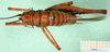 CollectionObject 1502638; 3a66cde6-d9e7-4084-a045-a585bf620976, MfN 4223: female, dorsal view (syntype). (CollectionObject).