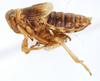 Habitus, lateral view: !! display not done !! on Criomorphus inconspicuus (Uhler, 1877): (Observation).