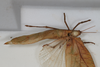 CollectionObject 1505723; 27ffbcd4-93cb-4900-9837-2677ce18f56c: male, dorsal view (syntype). (CollectionObject).