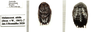 Melanozosteria nitida (Brunner von Wattenwyl, 1865): (Otu).