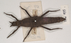Tisamenus ranarius (Westwood, 1859): copyright UMO. female (syntype?) - although Westwood did not refer to specimen(s) other than BMNH. (Otu).
