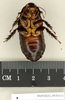 Panesthia angustipennis angustipennis (Illiger, 1801): Copyright Natural History Museum, London. Paralectotype (male nymph) in BM(NH). Ventral view. (Otu).