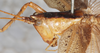 CollectionObject 1532827; 6f2e9492-333f-4825-9e4f-915c5674253c: female head and pronotum, lateral view. (CollectionObject).