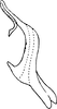 Aedeagus, lateral view on Asymmetrasca lutowa (Dworakowska, 1971): Aedeagus, lateral view. (Observation).