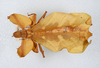 CollectionObject 1561214; feaeeafb-add9-4df9-ad36-79567a93f5eb: copyright ZMUH, Hamburg. female Phyllium frondosum (holotype). (CollectionObject).