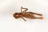 CollectionObject 1537339; 61d365f1-11bd-44b2-ab9d-920770231826: male, dorsal view (syntype #2). (CollectionObject).