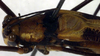 CollectionObject 1500589; 77363a4d-0dfb-4569-bed8-b35556572544, DORSA BTprograHTM: stridulatory file (holotype). (CollectionObject).