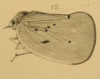 Habitus, lateral view: !! display not done !! on Flatina rubrotincta (Haglund, 1899): (Observation).