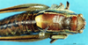 CollectionObject 1507158; 5131f5c9-f19f-42a1-973f-32e736ffc84f: female, dorsal view. (CollectionObject).