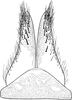 Subgenital plate: !! display not done !! on Ophiolix paludosus (Boheman, 1845): Subgenital plate. (Observation).