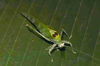 CollectionObject 1576932; 1e02e82f-0c4f-4d43-95f1-84e002ee4813, CH3777: female. (CollectionObject).