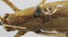 CollectionObject 1539825; d35eb94e-4f5b-48a7-ae48-ce31593cc3c5: male stridulatory apparatus (holotype). (CollectionObject).