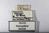 Other on Athysanella (Amphipyga) ardua Ball & Beamer, 1940: Labels. (Observation).