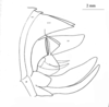 Figure 47; pag. 215. left lateral view of ovipositor and terminal abdominal segments of females. Depicts Cnemidophyllum (Eupeucestes) citrifolium (Linnaeus, 1758), an Otu.