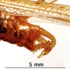 CollectionObject 1503334; MBBJ 3225928, d6946b23-59a1-4f93-8950-46e7af438456: male cerci. (CollectionObject).